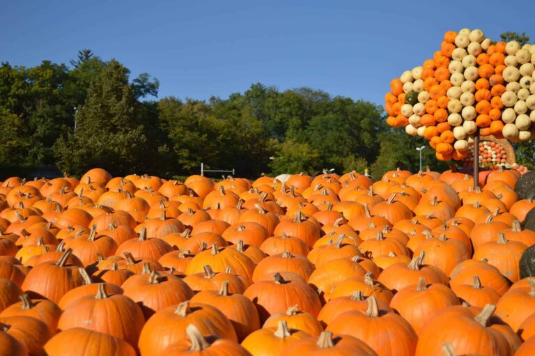 Pumpkin Festival